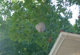 A terrifying wasp's nest near the roof of the house