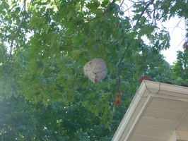 A terrifying wasp's nest near the roof of the house