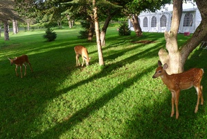 Three fawns on the lawn