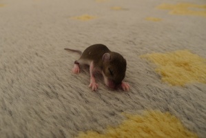 It seems that several baby mice had been born in the carpet that we used for the tent