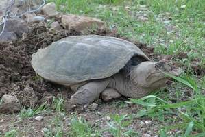 A snapping turtle decided to lay its' eggs in front of the Bhikkhu Vihara