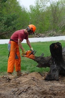 Peter cuts a large stump down to size during the working bee