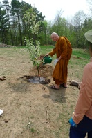 Luang Por Viradhammo waters a tree planted in memory of his Mother