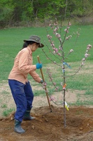 Nui puts the finishing touches on a newly-planted tree