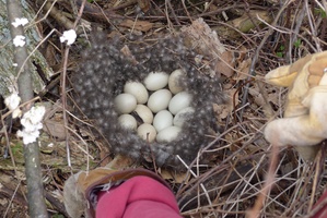A closeup of the duck's nest