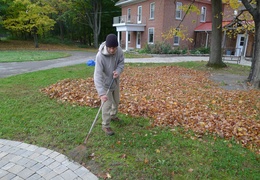 There are plenty of leaves to be raked
