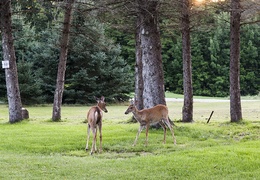 Two deer on the monastery's front lawn