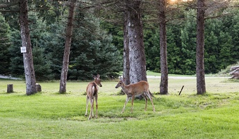 Two deer on the monastery's front lawn