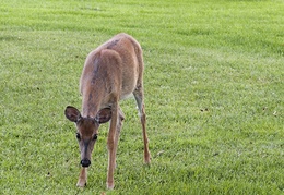A deer enjoys some grass on the monastery front lawn