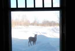 A deer wanders in front of the house