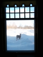A deer wanders in front of the house