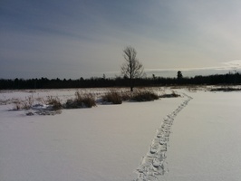 A trail across the beaver pond