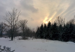 The sun sets behind the pine forest