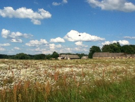 This glorious field of daisies was next to the school