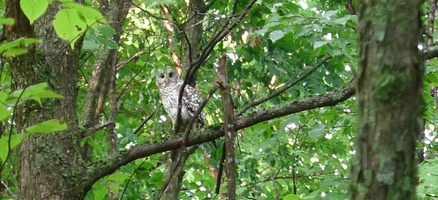 An owl perched on a tree outside the barn