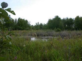 A view of the marsh