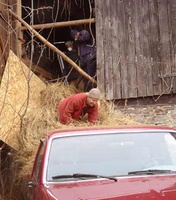 Ajahn Kusalo -- waist deep in hay