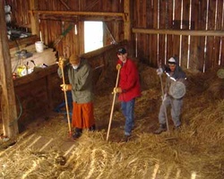 A crew gets to work to remove the hay from the barn