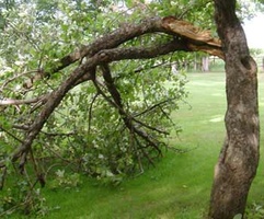 The branch split off the tree