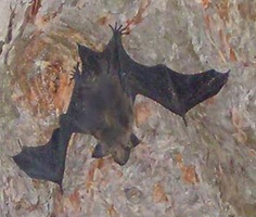 A bat, which had reached the end of its' time