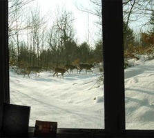 A family of deer traverses the snow