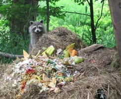 A racoon enjoys some compost