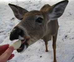 The deer will even eat apples from you hand!