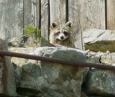 A racoon peeks out from behind a rock.  There is plenty of wildlife at the monastery