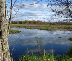 The marsh looks lovely in the spring