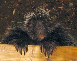 A portrait of a porcupine