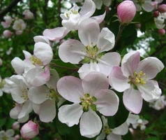 A close up of one of the blossoms on the apple tree