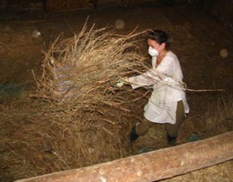 Anne gives some hay a toss