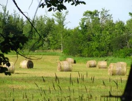 Some more tame bales sit in the neighbour's field