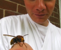 Anagarika Laurence bravely handles a wasp