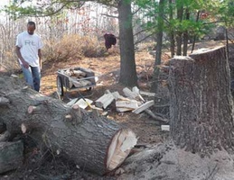 We had to cut down a tree to make way for the new sauna.  Joe takes a look at the fallen giant