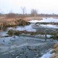 Things are thawing out around the beaver dam