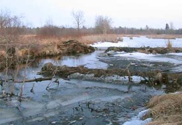 Things are thawing out around the beaver dam