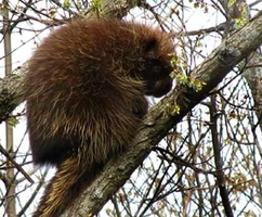 A porcupine perched in a tree