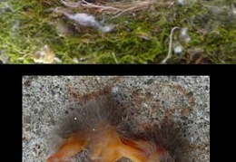 A cow bird laid its egg in a nearby bird's nest.  As it grows, it pushes the legitimate hatchlings out of the nest (below).  Notice its' much larger size (above)