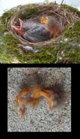 A cow bird laid its egg in a nearby bird's nest.  As it grows, it pushes the legitimate hatchlings out of the nest (below).  Notice its' much larger size (above)