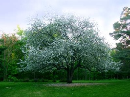 The apple tree looks glorious in full bloom