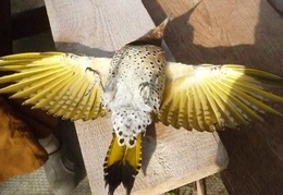 A beautiful bird was killed flying into our window