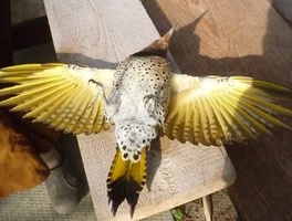 A beautiful bird was killed flying into our window