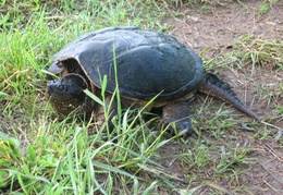 A snapping turtle was out and about