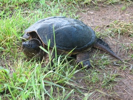 A snapping turtle was out and about