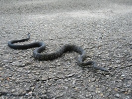 A big snake on the driveway