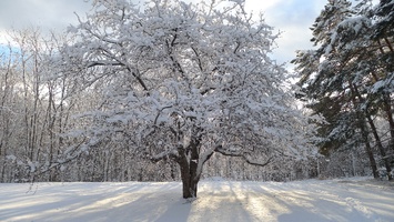The apple tree looks very photogenic in the snow