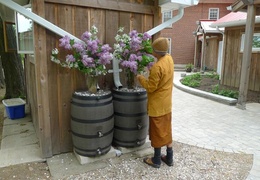 Ven. Suvijjano arranges flowers for Vesak