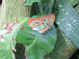 Another resident butterfly at the gardens near Niagara Falls