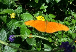 One of the resident butterflies